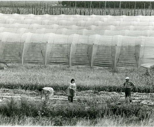Paysage de serres dans le Maine-et-Loire au début des années 1980